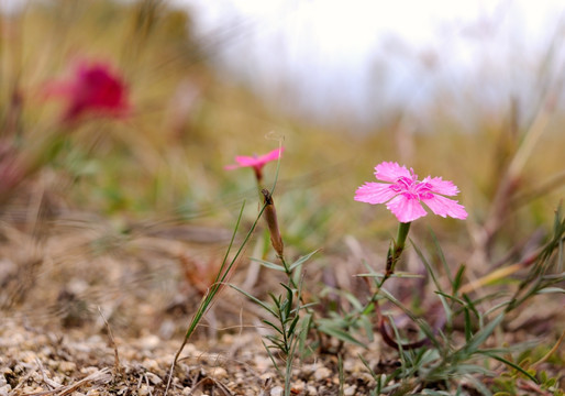 石竹花