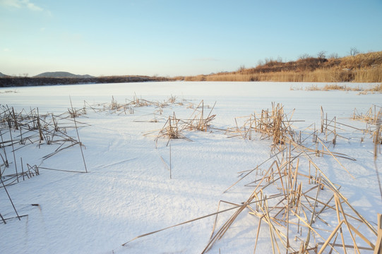 冬天的湿地