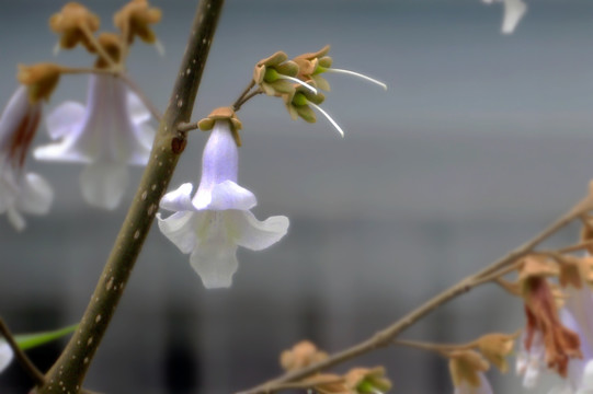 桐花 泡桐 桐树 花 开花 春