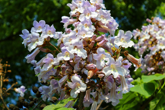 泡桐花开