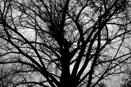 枯树 冬天的树 没有叶子的树