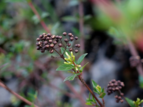 茜草科植物水晶棵子