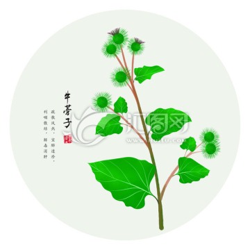 牛蒡子 手繪牛蒡子