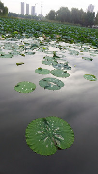浮萍 池塘 生态 湿地 水草