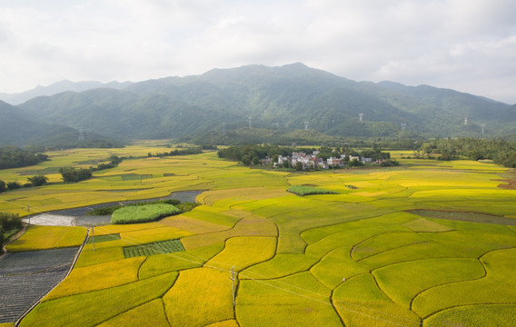 金黄色 田园风光