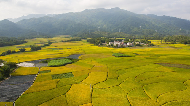 金黄色 田园风光