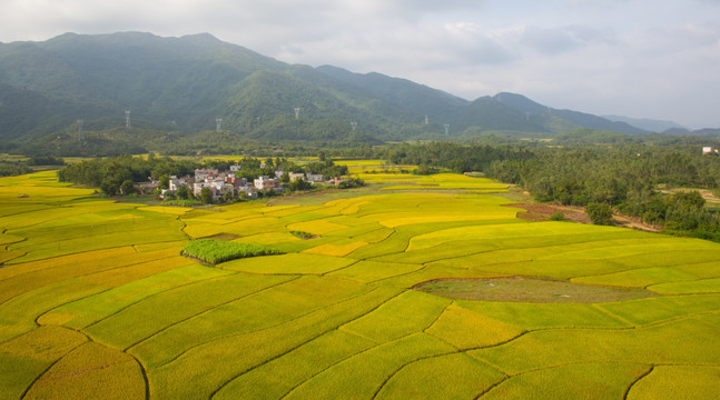 金黄色 田园风光