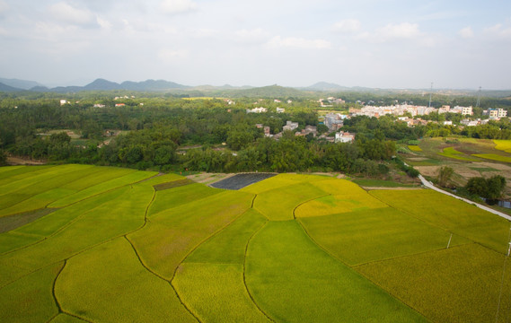 金黄色 田园风光