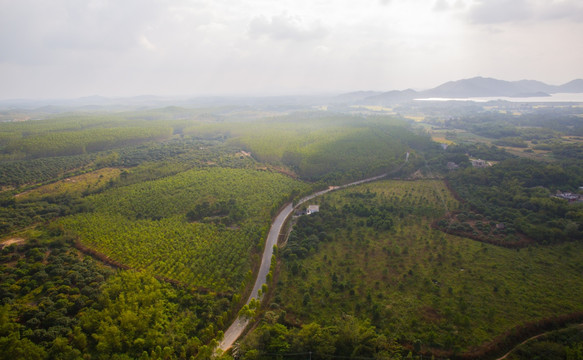 树林 道路 大地