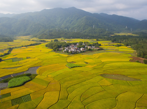 稻田 山村秋色 田园风光