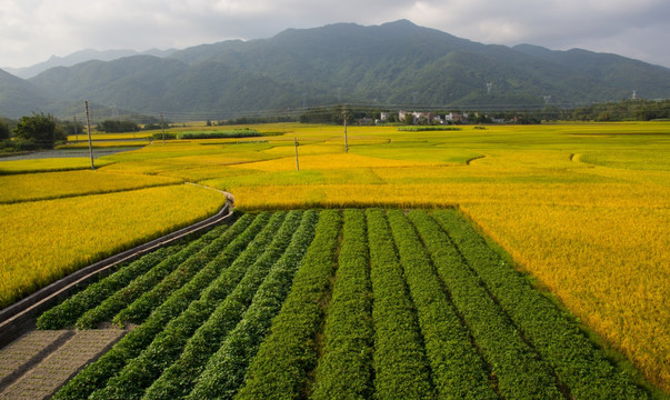 稻田 山村秋色 田园风光