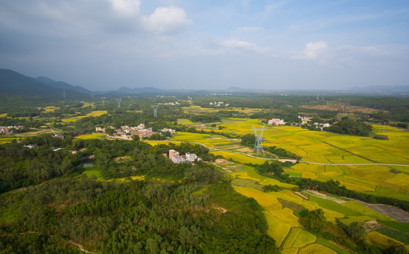 稻田 山村秋色 田园风光