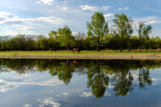 河边吃草的马