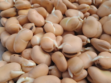 发芽的蚕豆