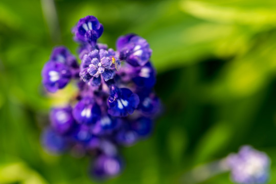 蓝花鼠尾草