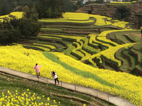 观赏油菜花