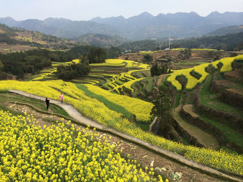 山上的油菜花