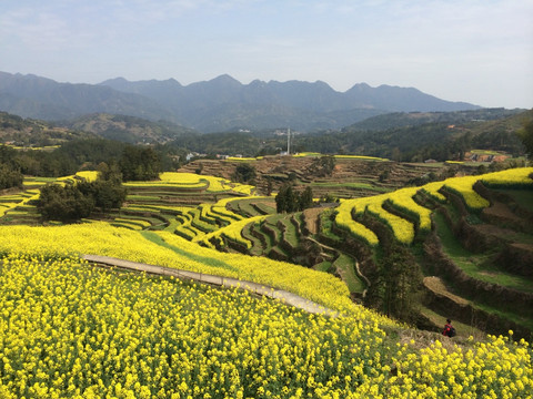 油菜花