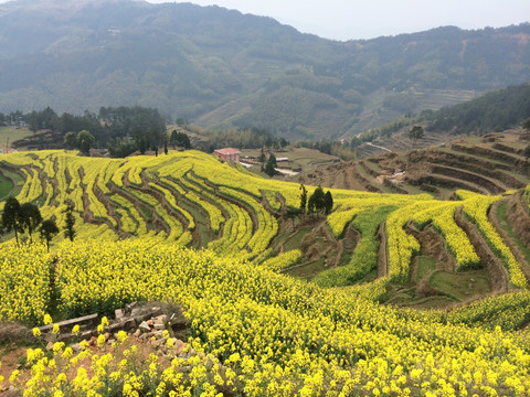 油菜花