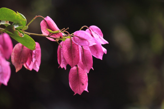 勒杜鹃  杜鹃  花