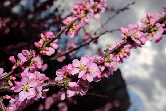 梅花