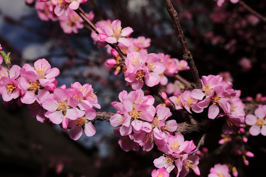 梅花