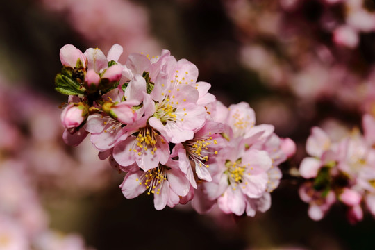 梅花