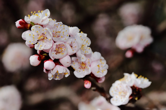 梅花