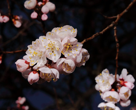 梅花