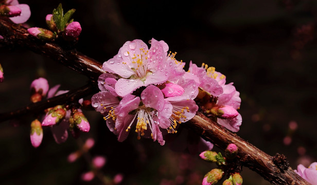 梅花