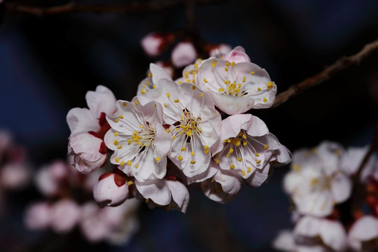 梅花