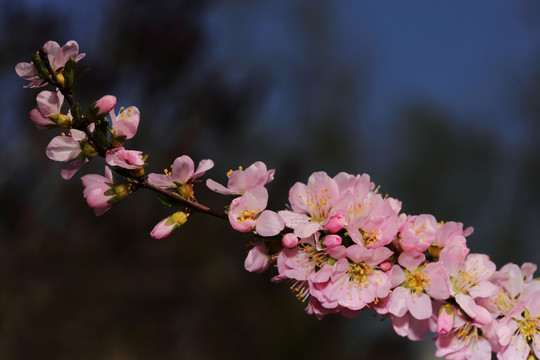 梅花