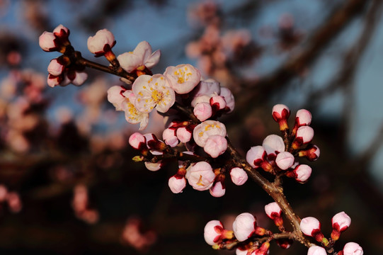 梅花