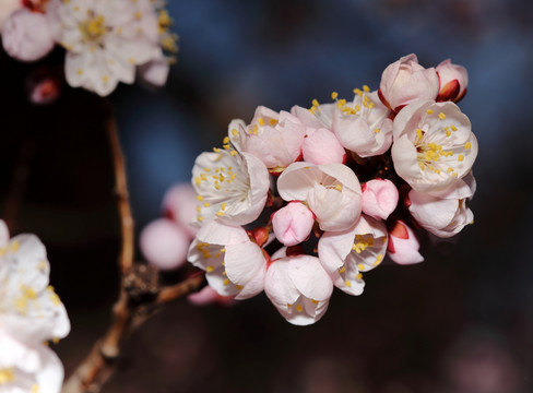 梅花