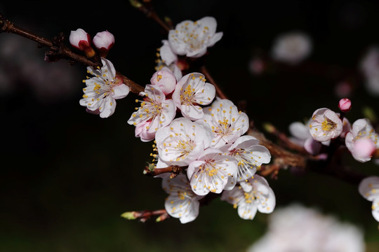 梅花