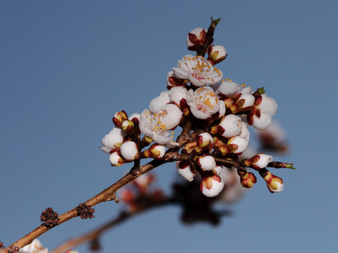 梅花