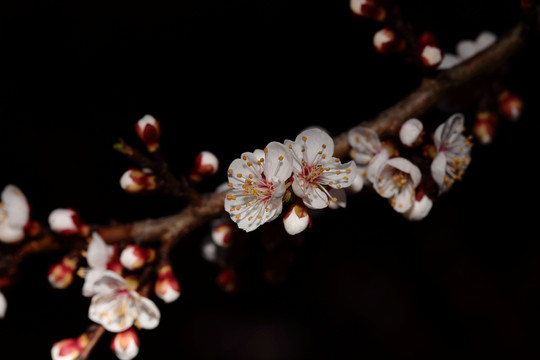 梅花