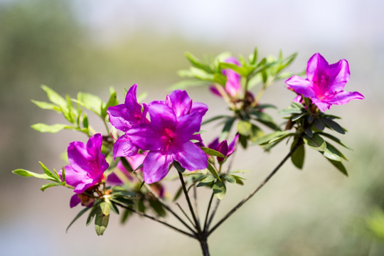 杜鹃花