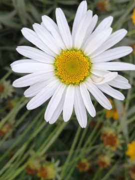 白雏菊