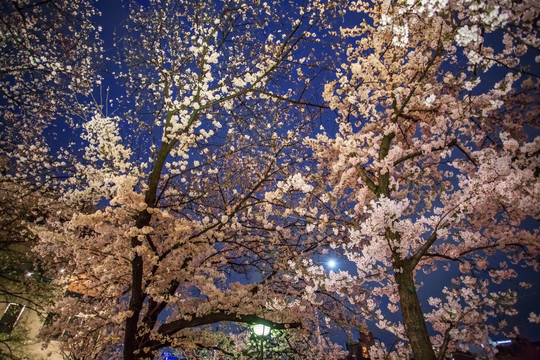 日本京都白川夜樱