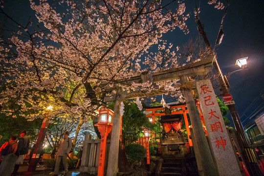 京都白川神社夜樱