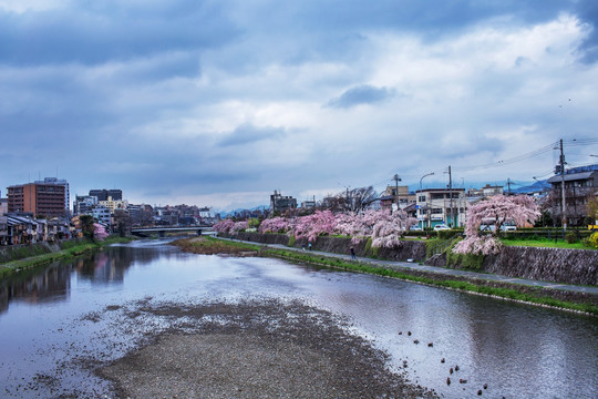京都阴天鸭川旁的樱花