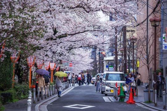 日本京都街道旁盛放的樱花树