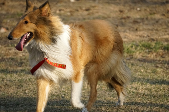 宠物 狗 牧羊犬