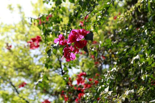 三角梅 花 绿植 花卉 市政