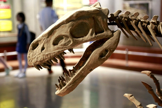 恐龙 化石 头骨 细节 古生物