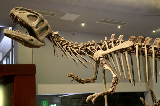 恐龙 化石 霸王龙 古生物
