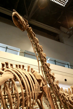 恐龙 化石 古生物 侏罗纪 骨