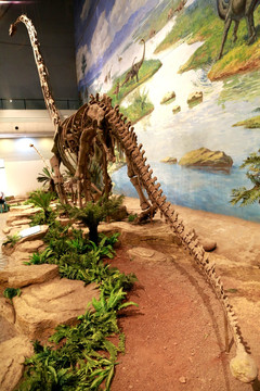 蛇颈龙 恐龙 化石 遗迹 细节
