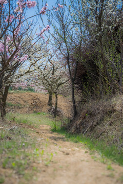 桃花小路